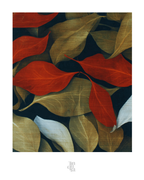 OBRA0506